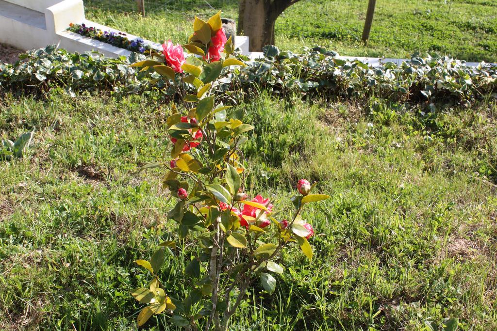 Quinta Do Cerquito Villa เฟร์เรย์รา โด เซเซเร ภายนอก รูปภาพ