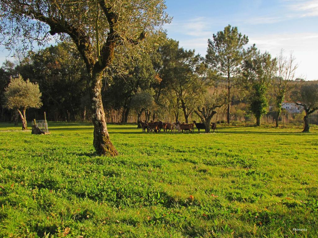 Quinta Do Cerquito Villa เฟร์เรย์รา โด เซเซเร ภายนอก รูปภาพ
