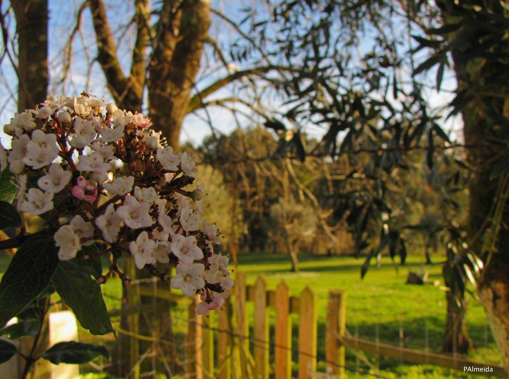 Quinta Do Cerquito Villa เฟร์เรย์รา โด เซเซเร ภายนอก รูปภาพ