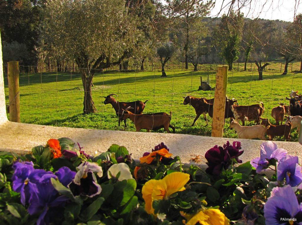 Quinta Do Cerquito Villa เฟร์เรย์รา โด เซเซเร ภายนอก รูปภาพ